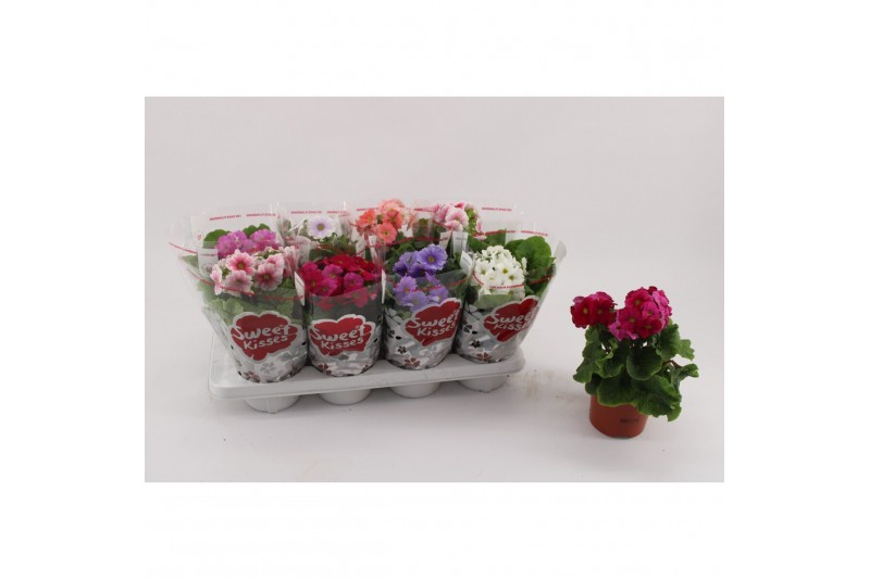 Primula sweet kisses amore mix Primula Obconica Mix 13cm2 tak/plnt 1 p 