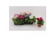 Primula sweet kisses amore mix Primula Obconica Mix 13cm2 tak/plnt 1 p 