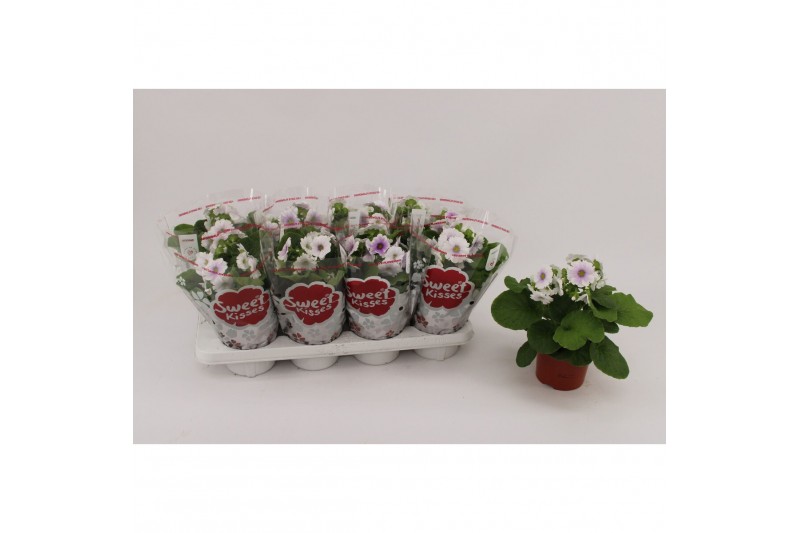 Primula sweet kisses amore blue white Primula Obconica Blue White 13cm 
