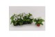 Primula sweet kisses amore blue white Primula Obconica Blue White 13cm 