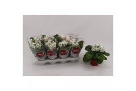 Primula sweet kisses amore white Primula Obconica White 13cm1 tak/plnt