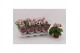 Primula sweet kisses amore red white Primula Obconica Red White 13cm1  