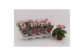 Primula sweet kisses amore red white Primula Obconica Red White 13cm1 