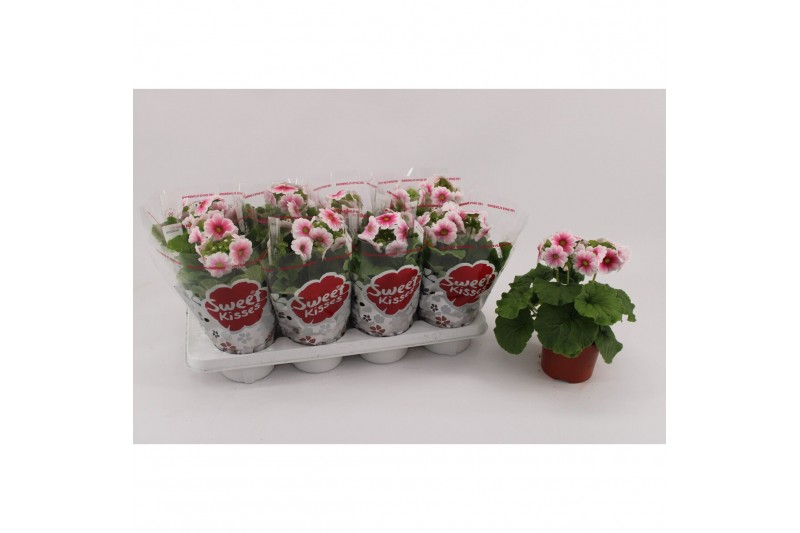 Primula sweet kisses amore red white Primula Obconica Red White 13cm1  