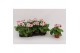Primula sweet kisses amore red white Primula Obconica Red White 13cm1  