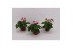 Primula sweet kisses amore red white Primula Obconica Red White 13cm1  