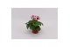 Primula sweet kisses amore red white Primula Obconica Red White 13cm1  