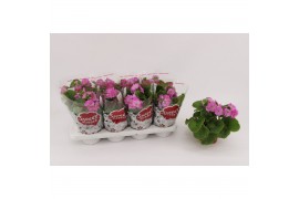 Primula sweet kisses amore rose Primula Obconica Rose 13cm1 tak/plnt 1