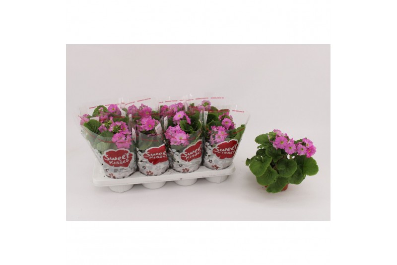 Primula sweet kisses amore rose Primula Obconica Rose 13cm1 tak/plnt 1 
