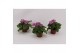 Primula sweet kisses amore rose Primula Obconica Rose 13cm1 tak/plnt 1 