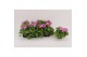 Primula sweet kisses amore rose Primula Obconica Rose 13cm1 tak/plnt 1 