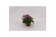 Primula sweet kisses amore rose Primula Obconica Rose 13cm1 tak/plnt 1 