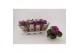 Primula sweet kisses amore violet Primula Obconica Violet 13cm2 tak/pl 