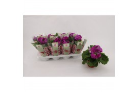 Primula sweet kisses amore violet Primula Obconica Violet 13cm2 tak/pl