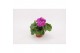 Primula sweet kisses amore violet Primula Obconica Violet 13cm2 tak/pl 