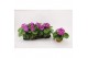 Primula sweet kisses amore violet Primula Obconica Violet 13cm2 tak/pl 