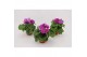 Primula sweet kisses amore violet Primula Obconica Violet 13cm2 tak/pl 