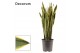 Sansevieria trifasciata laurentii Sansevieria Laurentii 27 cm (Decorum 