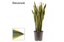 Sansevieria trifasciata laurentii Sansevieria Laurentii 27 cm (Decorum