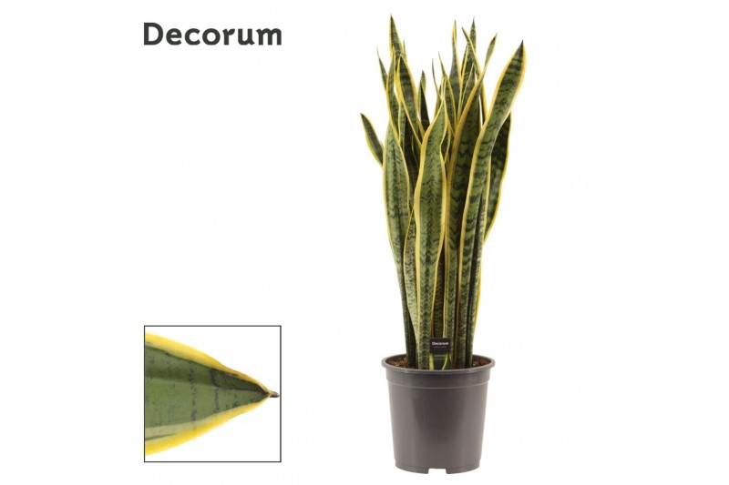 Sansevieria trifasciata laurentii Sansevieria Laurentii 27 cm (Decorum 