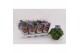 Primula sweet kisses amore dark blue Primula Obconica Dark Blue 13cm1  