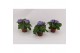 Primula sweet kisses amore dark blue Primula Obconica Dark Blue 13cm1  