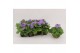 Primula sweet kisses amore dark blue Primula Obconica Dark Blue 13cm1  