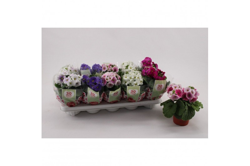 Primula sweet kisses amore mix Primula Obconica Mix met hoes1 tak/plnt 