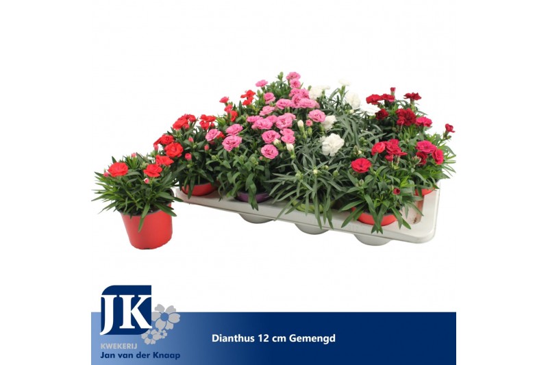 Dianthus mix Dianthus p12 gemengd in de tray TST1 pp 
