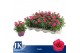 Dianthus oscar purple wings Dianthus P12 Purple TST1 pp 
