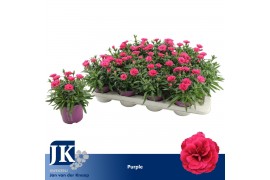 Dianthus oscar purple wings Dianthus P12 Purple TST1 pp