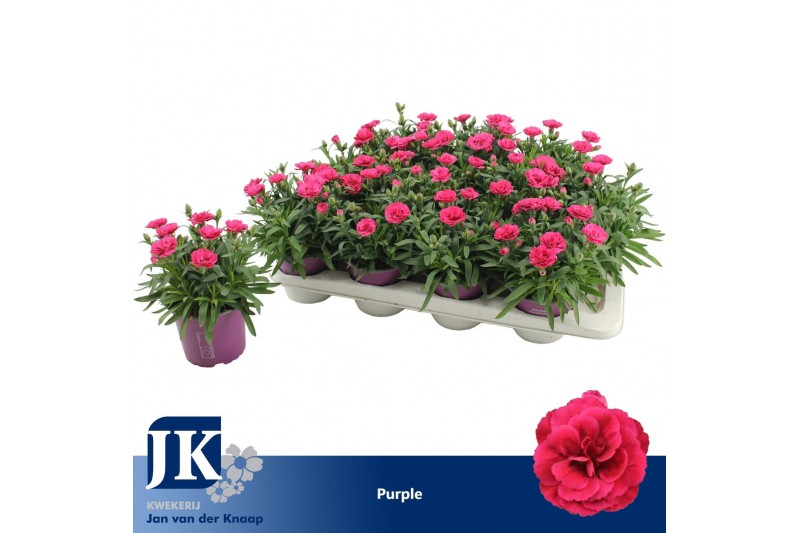 Dianthus oscar purple wings Dianthus P12 Purple TST1 pp 