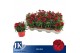 Dianthus oscar dark red Dianthus P12 Dark Red TST1 pp 