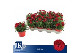 Dianthus oscar dark red Dianthus P12 Dark Red TST1 pp
