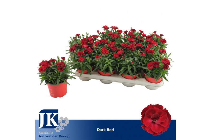 Dianthus oscar dark red Dianthus P12 Dark Red TST1 pp 