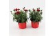 Dianthus oscar dark red Dianthus P12 Dark Red TST1 pp 