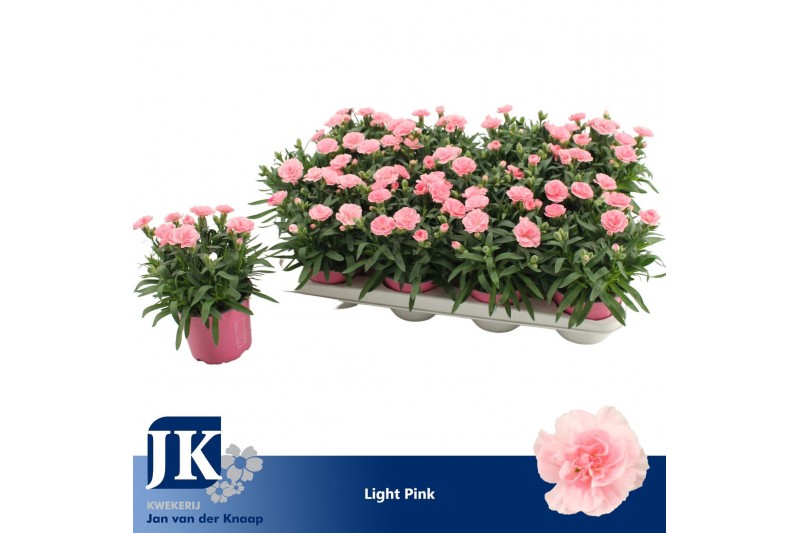 Dianthus oscar pink Dianthus P12 Light Pink TST1 pp 
