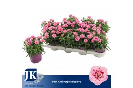 Dianthus oscar pink and purple Dianthus P12 Pink Purple Bicolor TST1 p