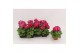 Primula sweet kisses amore magenta Primula Obconica Magenta 13cm1 tak/ 