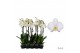 Phalaenopsis anthura leeds Phalaenopsis Leeds - 2 tak 80cm 16 bl. 2 ta 