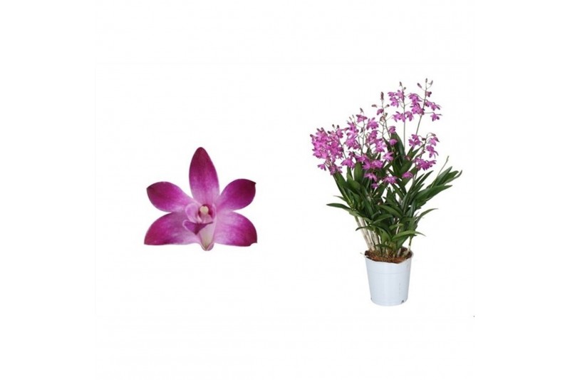 Dendrobium berry oda Dendrobium, Berry Oda 12+ spike Exclusiva Orchide 