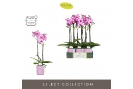 Phalaenopsis roze Optistar Toshi 2 spike in Molise Lilac Aquo15 bl. 2 