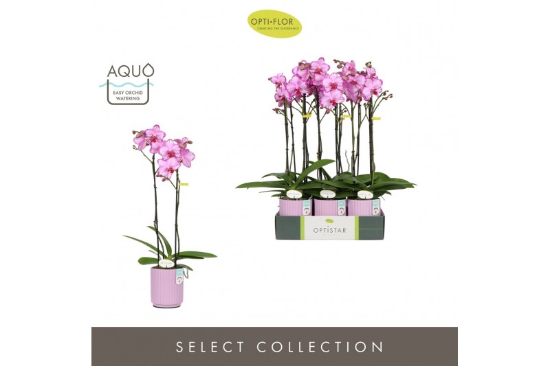 Phalaenopsis roze Optistar Toshi 2 spike in Molise Lilac Aquo15 bl. 2  