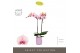 Phalaenopsis roze Optistar Adele 2 spike in Molise Lilac Aquo 15 bl. 2 