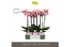 Phalaenopsis roze Optistar Adele 2 spike in Molise Lilac Aquo 15 bl. 2 