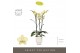 Phalaenopsis geel Optistar Shakira 3 spike in Emilia White Aquo 18 bl. 