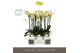 Phalaenopsis geel Optistar Shakira 3 spike in Emilia White Aquo 18 bl. 
