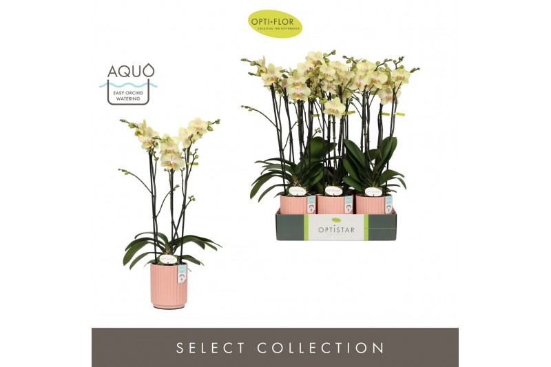 Phalaenopsis geel Optistar Shakira 3 spike in Molise Salmon Aquo 18 bl 