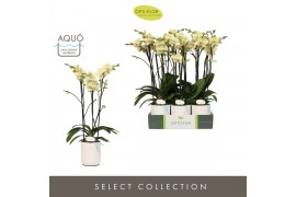 Phalaenopsis geel Optistar Shakira 3 spike in Molise White Aquo 18 bl.
