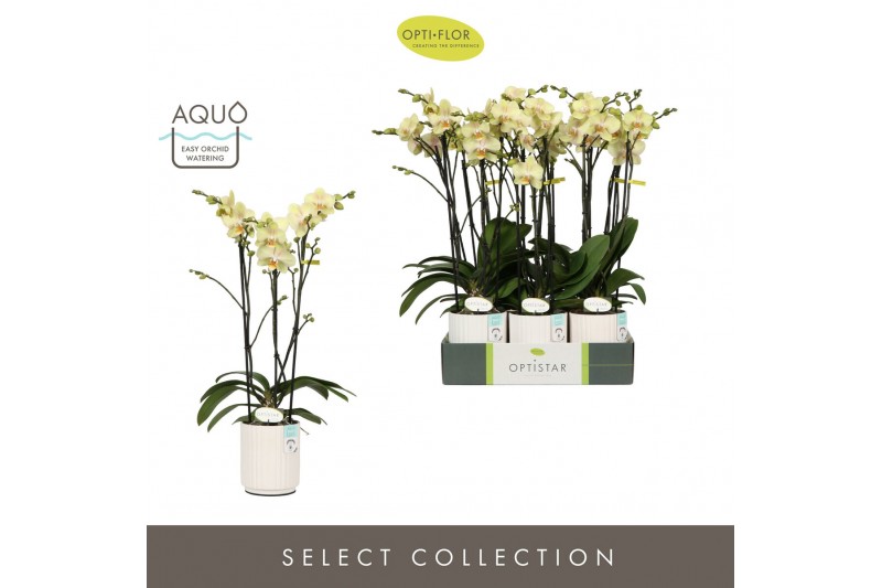 Phalaenopsis geel Optistar Shakira 3 spike in Molise White Aquo 18 bl. 